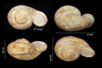 Strophostoma préaglobosum